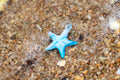 潮間  · 海星